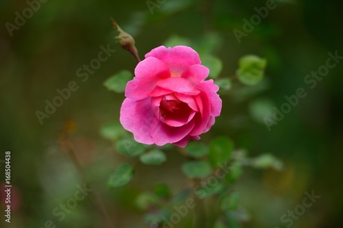 Pink rose blooming