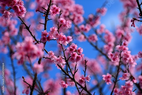 Thailand cherry blossom on the  mountian