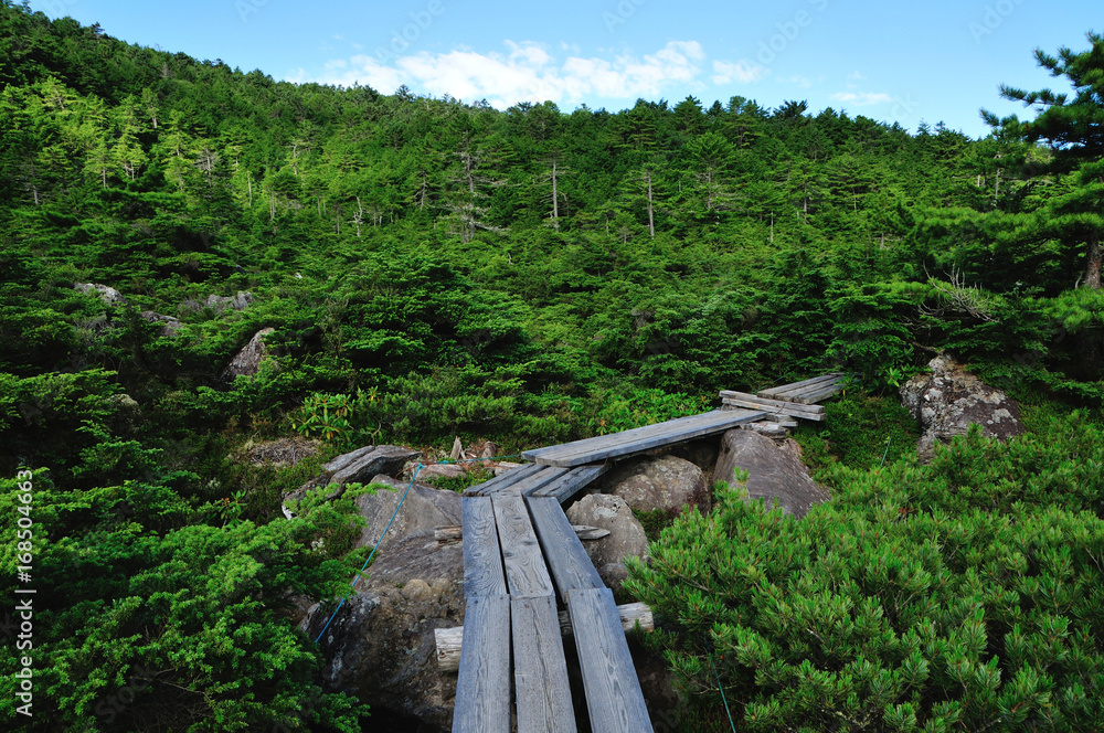 長野県 八千穂高原 苔の森 白駒の奥庭