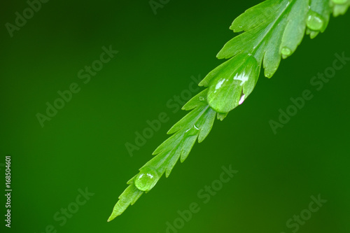 Water drop on the fern leaf