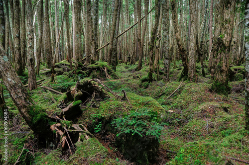 長野県 八千穂高原 苔の森 