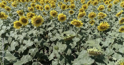 Aerial Drone View Of Sunflower Plantation. photo