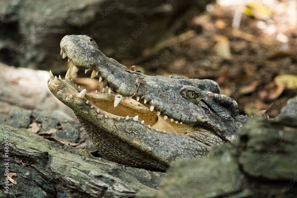 Obraz premium animal