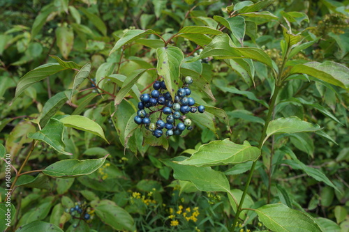 Swamp (Silky) Dogwood