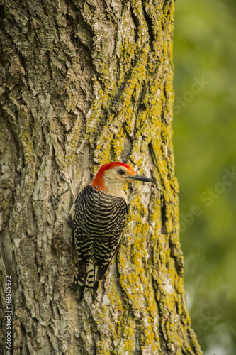 RED-BELLIED WOODPECKER 