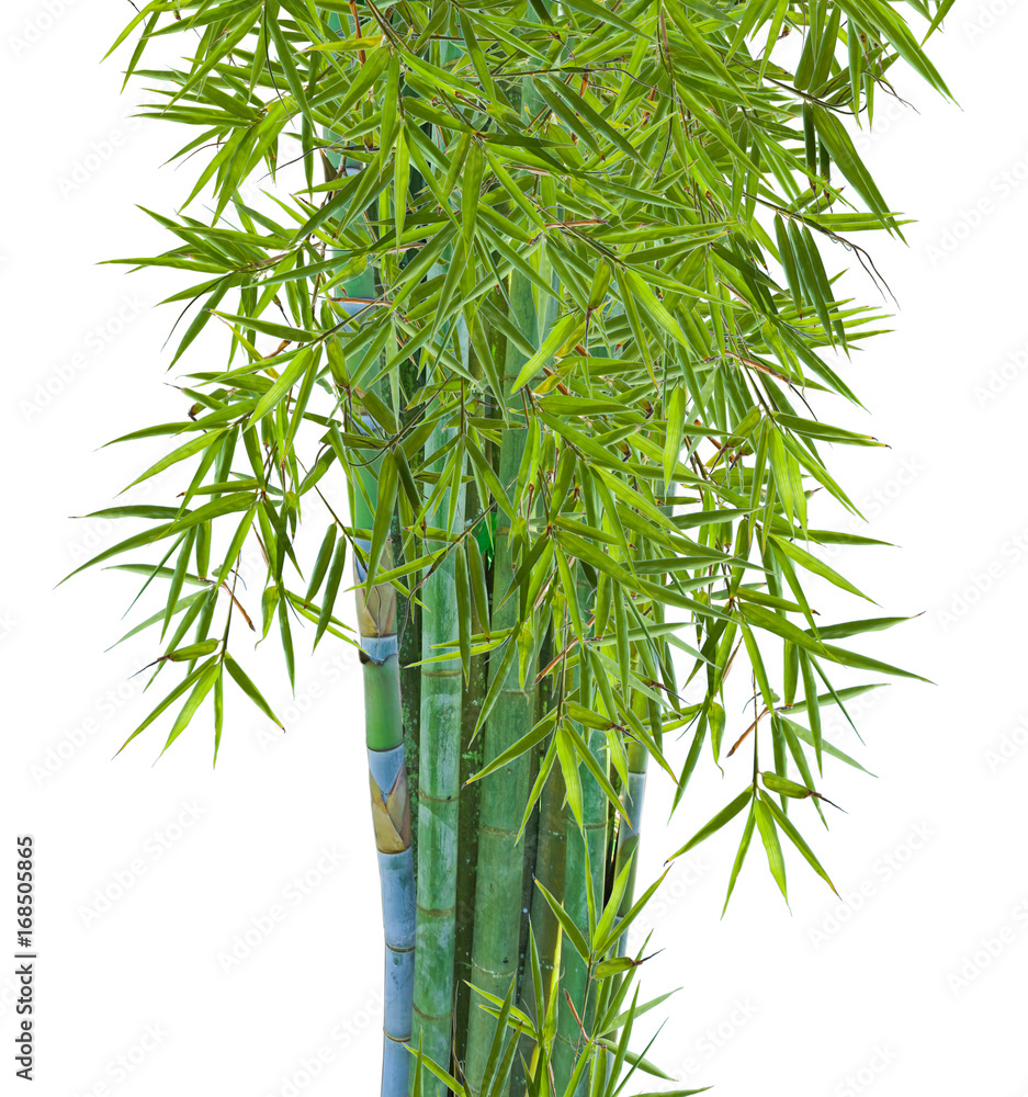 Fototapeta kępka bambusa, białe tło