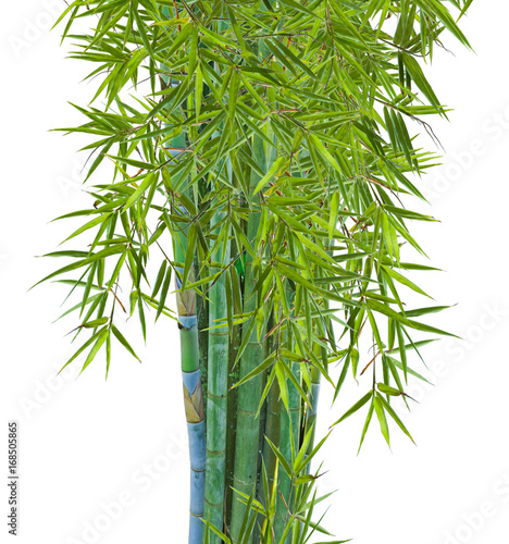  touffe de bambous  fond blanc