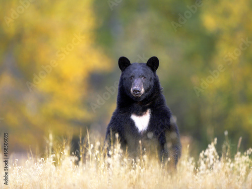 Big female Black Bear standing upright in meadow, watching, alert