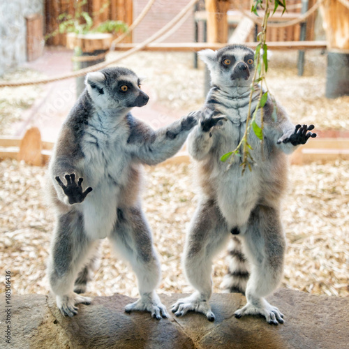 Two ring tailed lemurs on stone plate