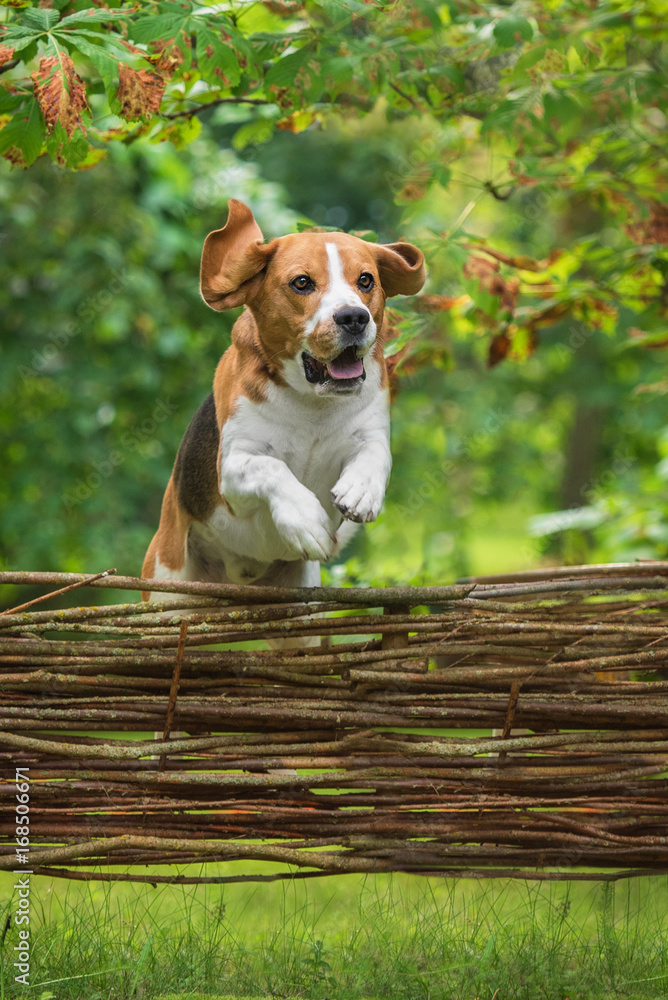 Beagle dog jumping over the fence Stock Photo Adobe Stock