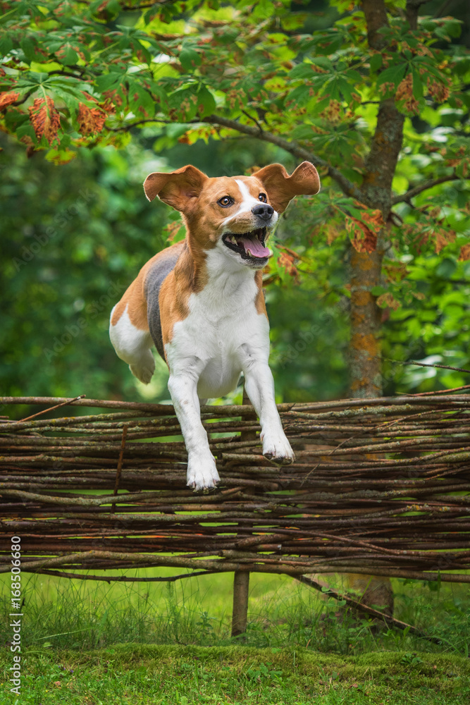 Why Is My Dog Jumping The Fence