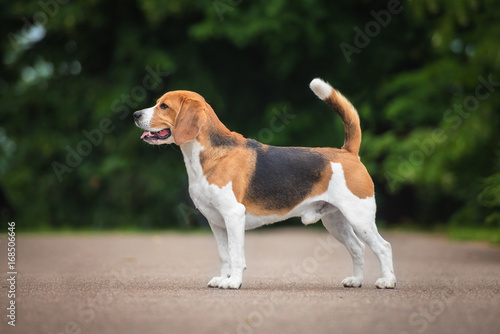 Beagle dog