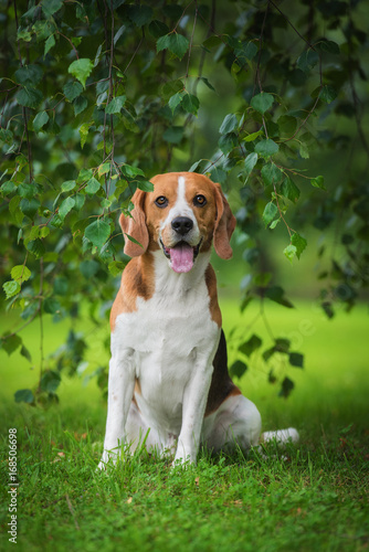 Beagle dog sitting under a tree
