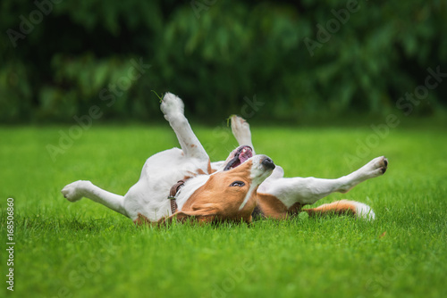 Fotótapéta Beagle dog having fun on the lawn in summer