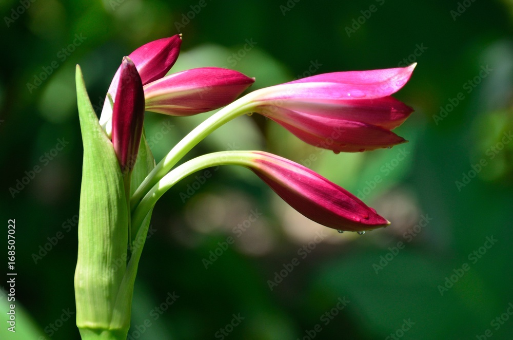 Fototapeta premium pink buds