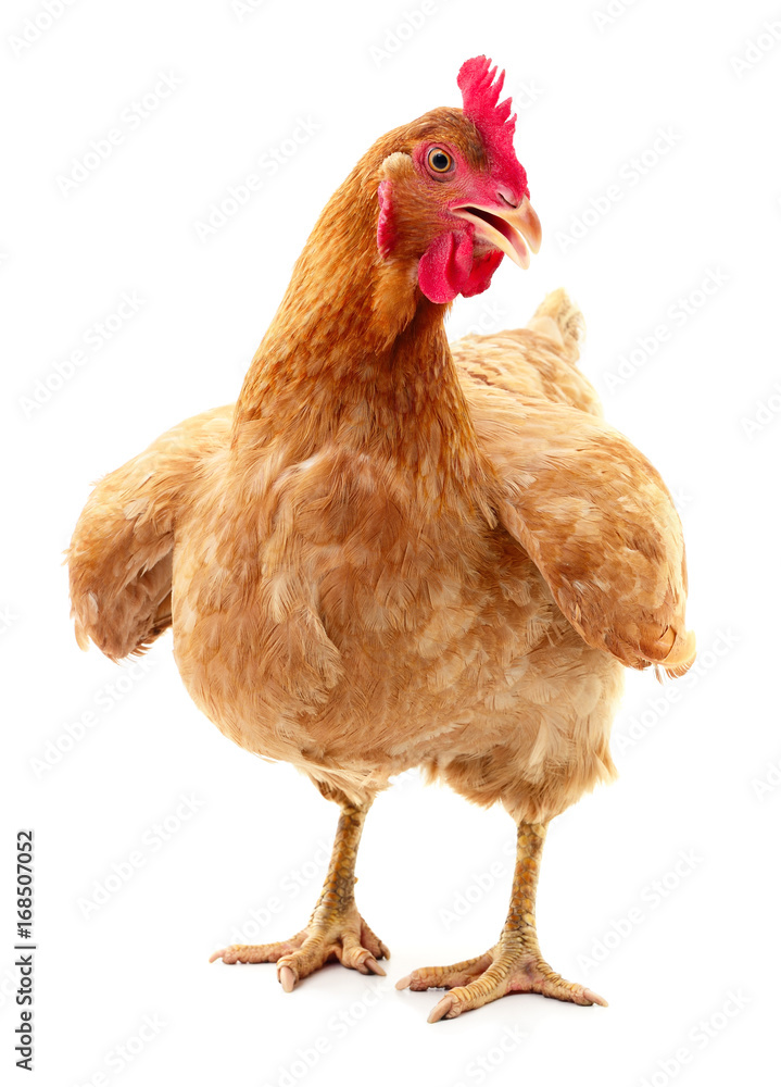 Fototapeta premium Brown hen isolated.