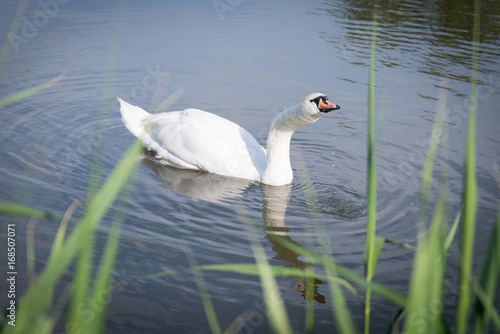 White swan on a pond photo