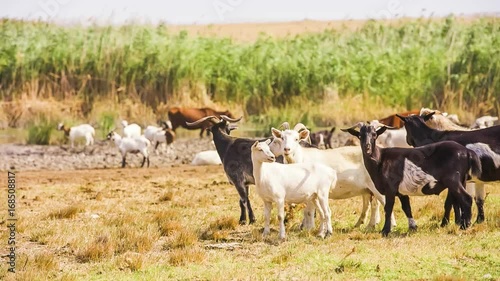Wallpaper Mural Herd of Goats Walking In the Meadow  Torontodigital.ca