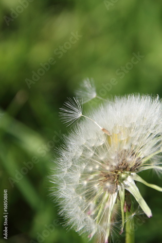 Fototapeta Naklejka Na Ścianę i Meble -  Samen vom Löwenzahn
