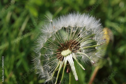 Fototapeta Naklejka Na Ścianę i Meble -  Samen vom Löwenzahn