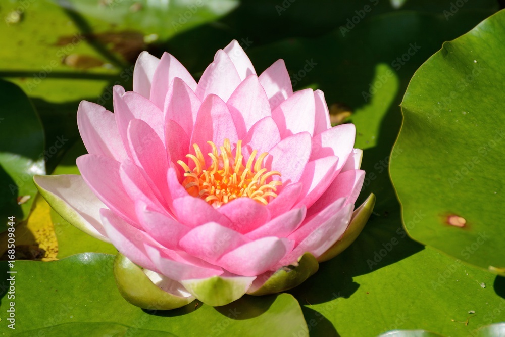 Beautiful pink waterlily blossom amongst lily pads. Beautiful pink waterlily blossom amongst lily pads.