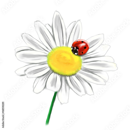 flower daisy with ladybird illustration
