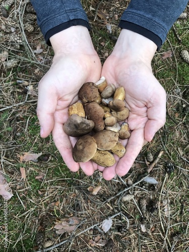 A young man holding a lot of porcini mushroom photo