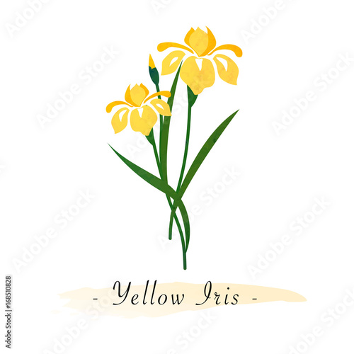 Colorful watercolor texture vector botanic garden flower yellow iris