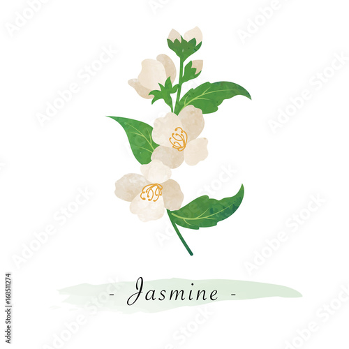 Colorful watercolor texture vector botanic garden flower jasmine
