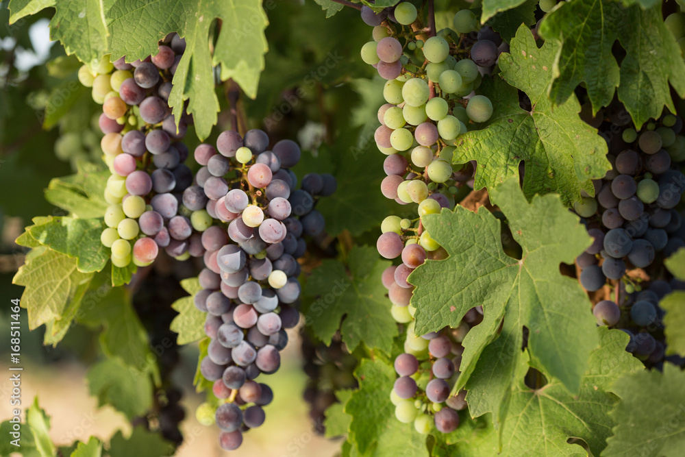 Large bunches of black grapes ripen against a background of greenery Large bunches of black grapes ripen against a background of greenery