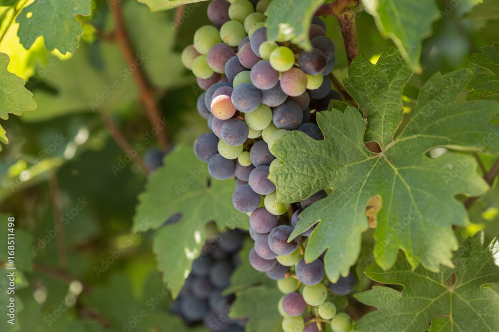 Large bunches of black grapes ripen against a background of greenery Large bunches of black grapes ripen against a background of greenery