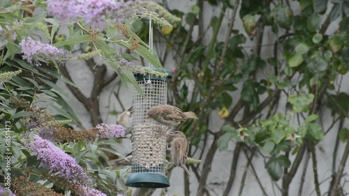 greedy common house sparrows, Passer domesticus, squabbling over a place at the bird feeder. Depleting numbers in the UK.