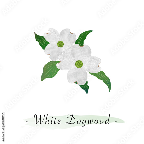Colorful watercolor texture vector botanic garden flower white dogwood Cornus florida