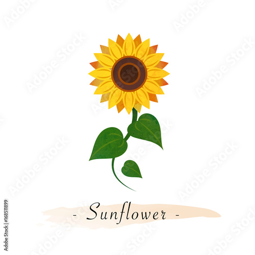 Colorful watercolor texture vector botanic garden flower sunflower
