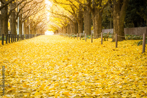 Yellow ginkgo trees and yellow ginkgo leaves at Ginkgo avenue.(Icho Namiki) Tokyo,Japan.