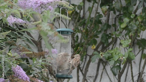 greedy common house sparrows, Passer domesticus, squabbling over a place at the bird feeder. Depleting numbers in the UK.