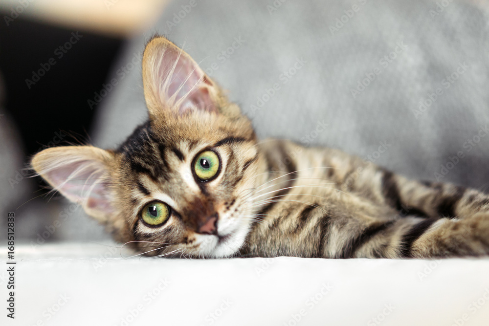 little striped kitten with green eyes