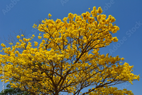 Fototapeta Naklejka Na Ścianę i Meble -  Colombia Llanos yellow Guayacan tree