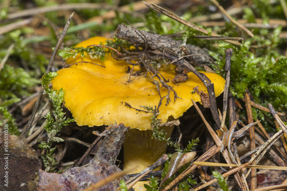 Mushrooms Chanterelle in their natural site growth Mushrooms Chanterelle in their natural site growth