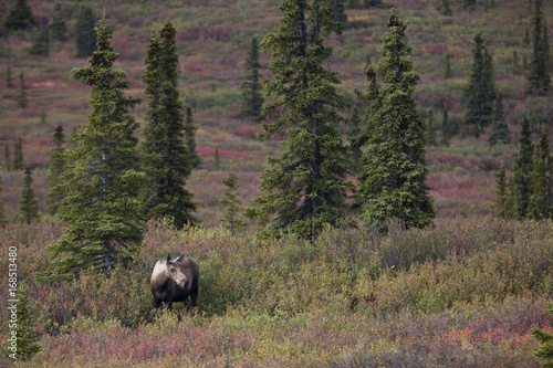 Denali National Park Alaska