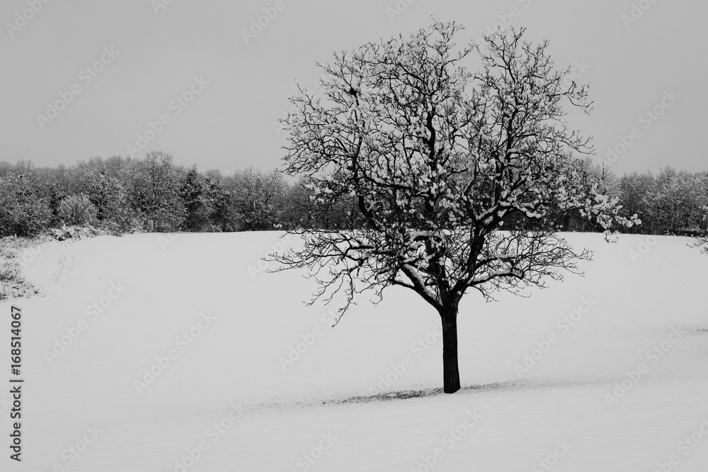Fototapeta premium Hiver 2