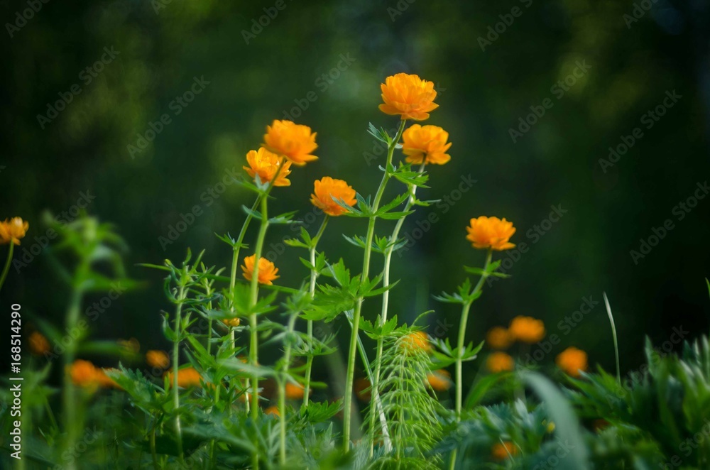 Obraz premium Forest flower