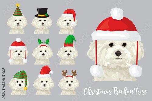 Fototapeta Christmas festive bichon frise dog wearing celebration hats