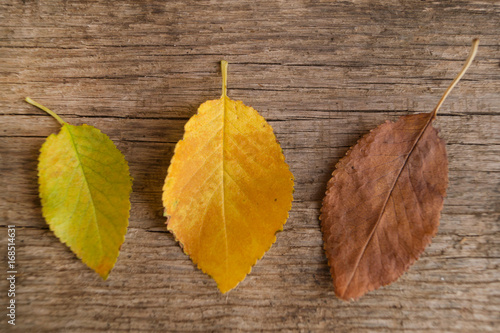 Three colorful autumn leaves on the old wooden background