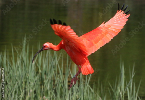 Caribbean Scarlet Ibis (Eudocimus ruber) in flight, about to touch down.