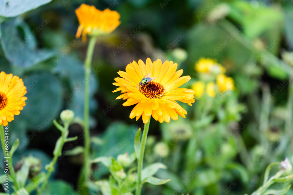 orange daisy with fly on top orange daisy with fly on top
