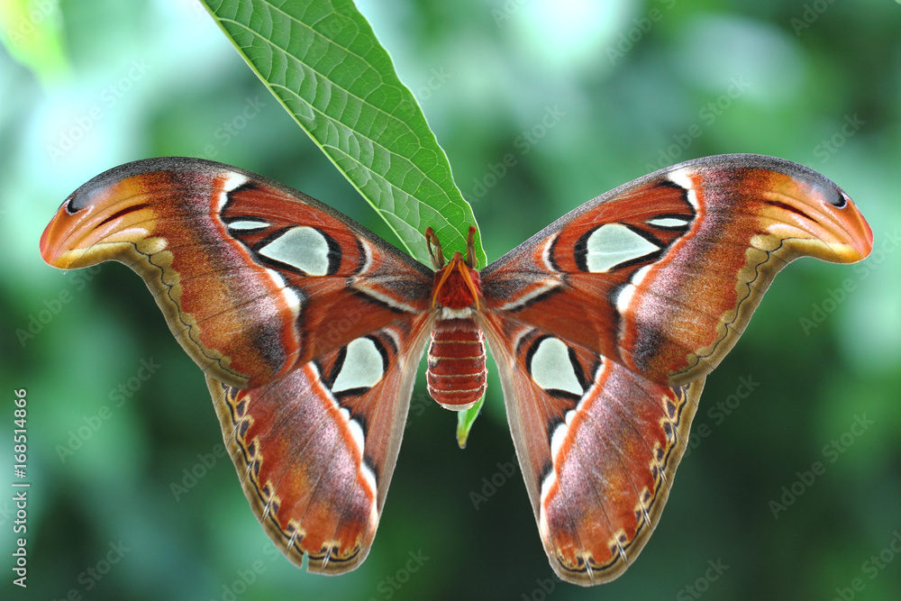 Fototapeta premium Atlasspinner größter Schmetterling der Welt.