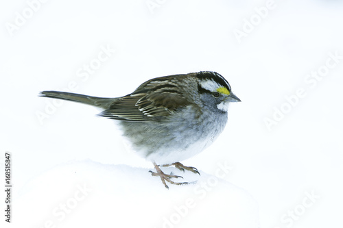 Finch bird standing on Snow bank during winter. © josegregorio