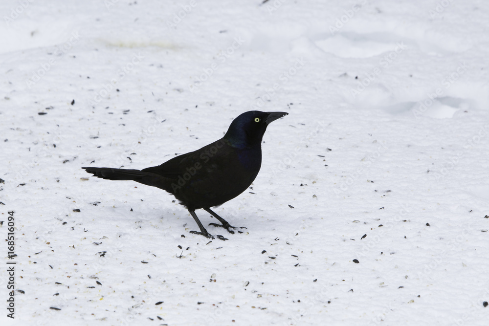 Grackle bird feeding during winter time. Grackle bird feeding during winter time.