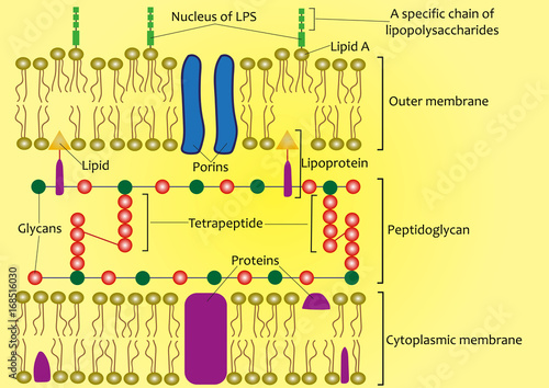 Structure of the cell wall of Gram-negative bacteria (scheme) photo